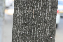 Brachychiton acerifolius